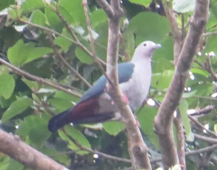 File:Ducula pistrinaria 50657893 (cropped).jpg