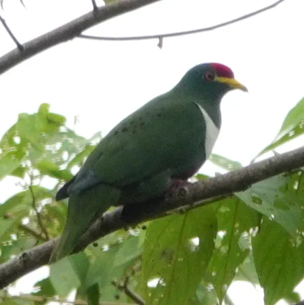 File:Ptilinopus rivoli prasinorrhous 247420088.jpg