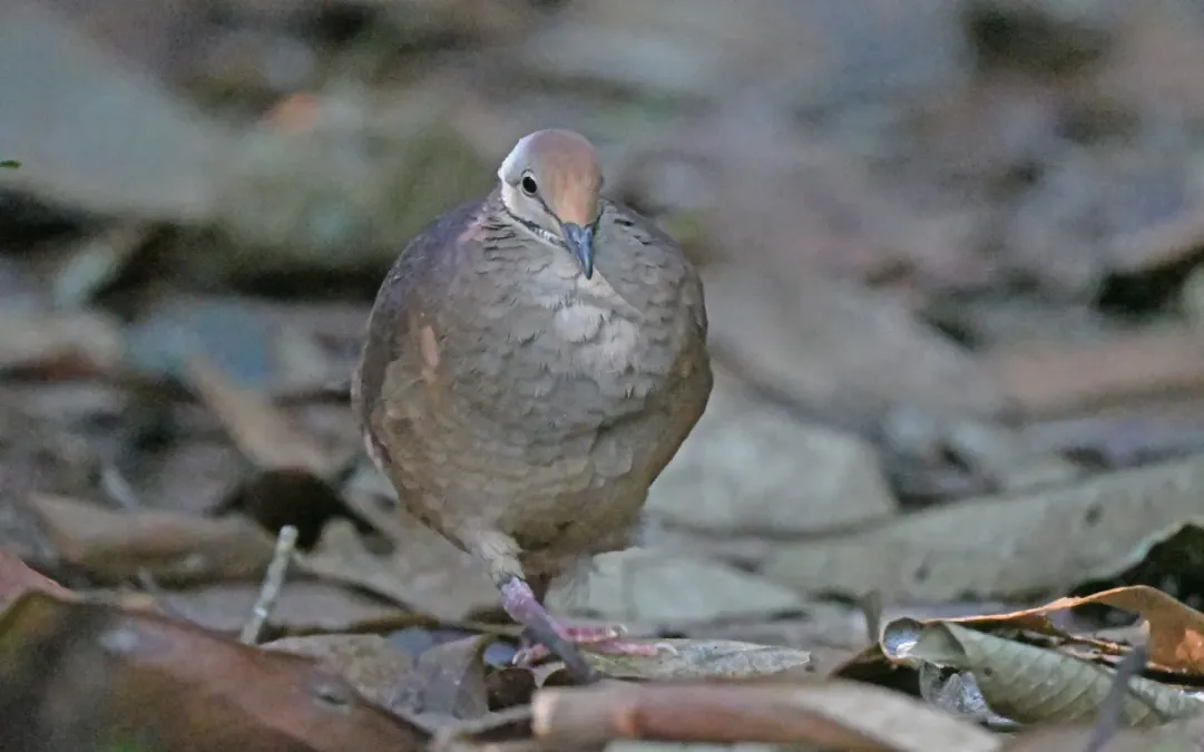File:Zentrygon linearis 291958762.jpg