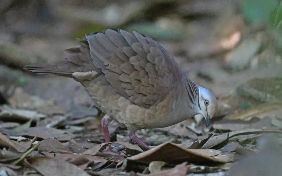 File:Zentrygon linearis 291958791.jpg