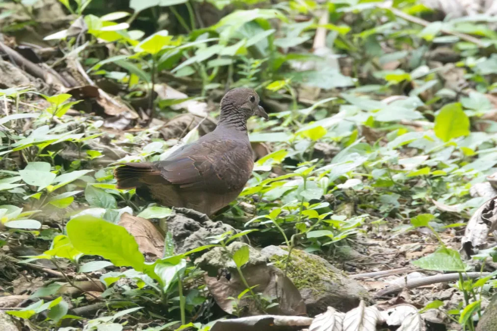 File:Zentrygon albifacies 314914821.jpg