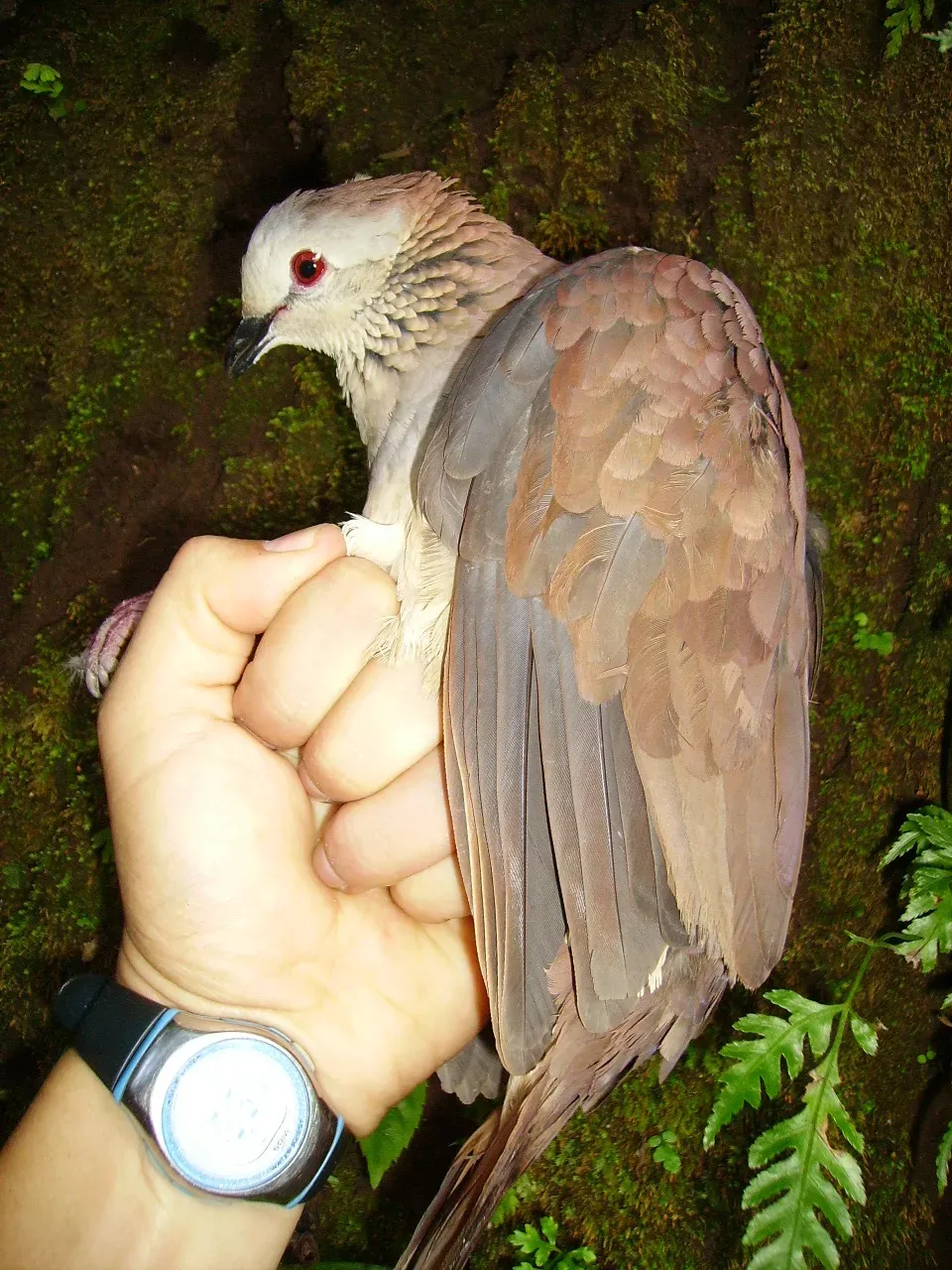 File:Zentrygon albifacies 82736143.jpg