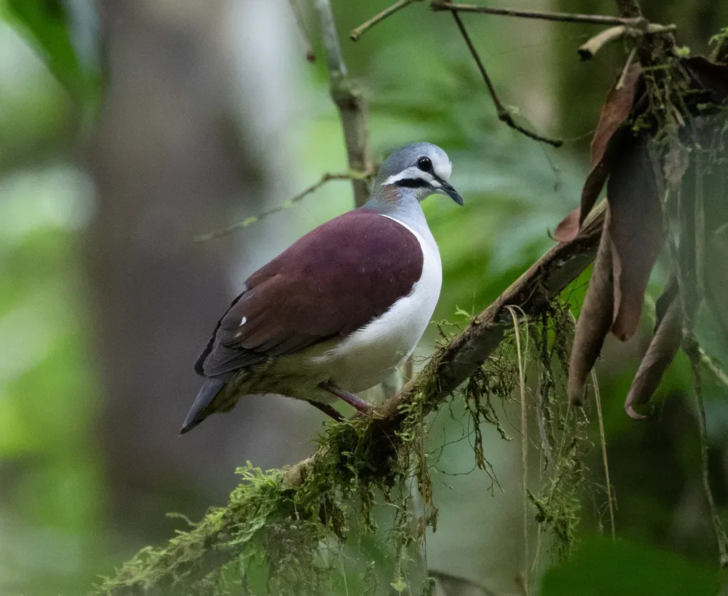 File:Geotrygon saphirina 184885098 (cropped).jpg