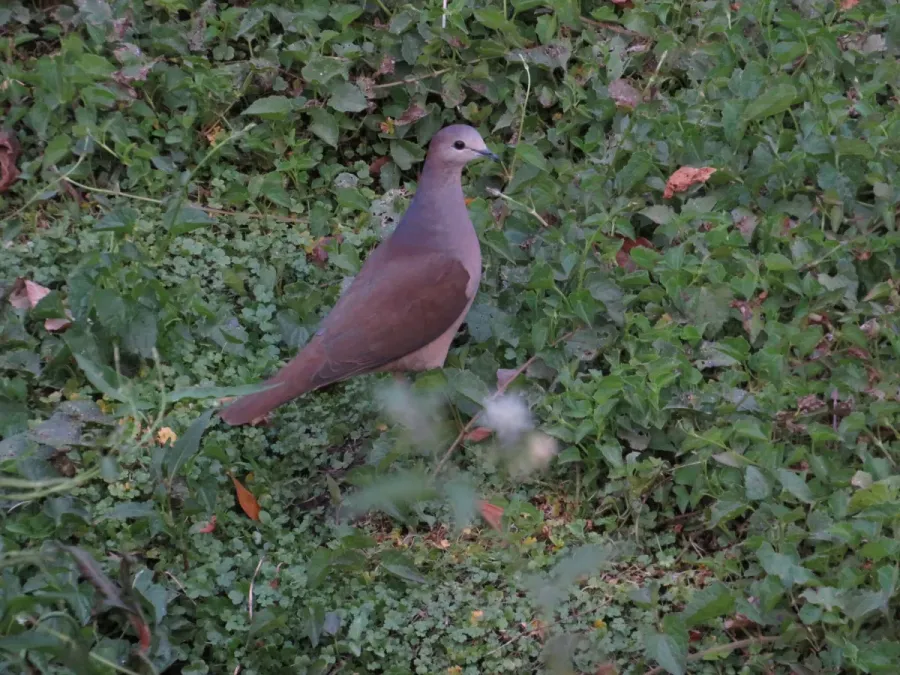 File:Leptotila megalura 234408120.jpg