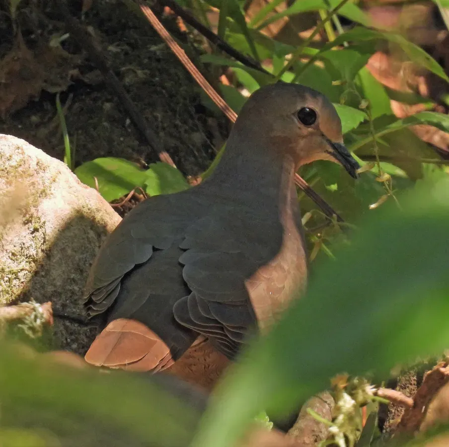 File:Leptotila megalura 246816246.jpg