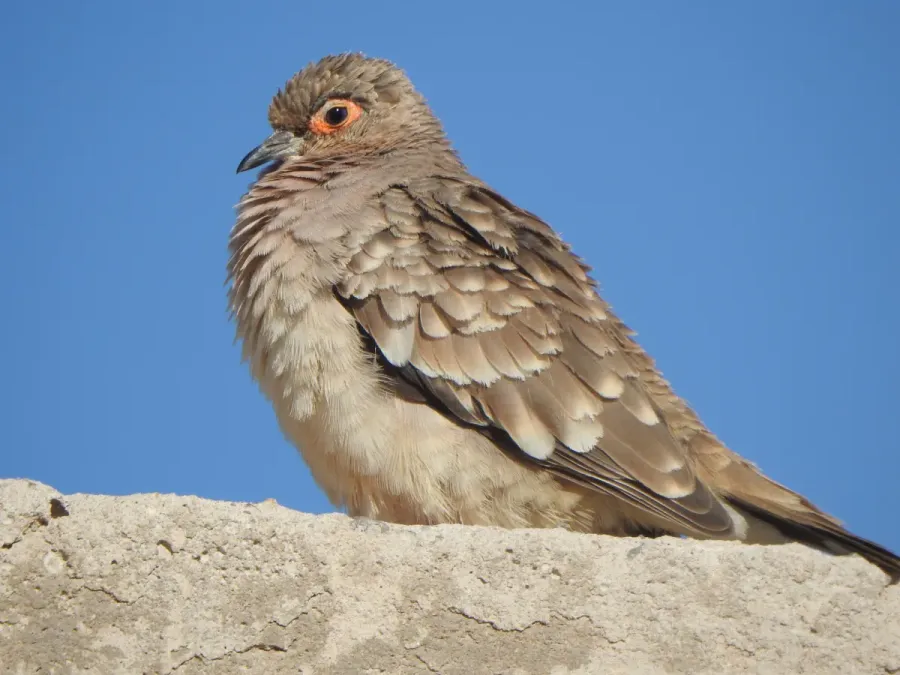 File:Metriopelia ceciliae 238416490.jpg