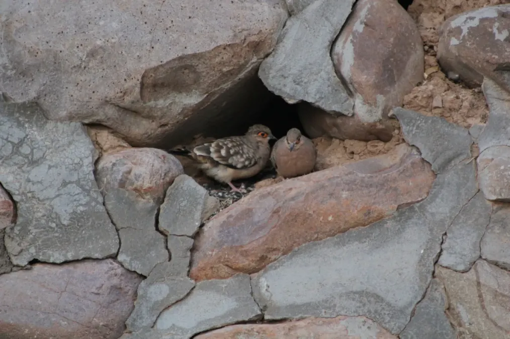File:Metriopelia ceciliae 26509710.jpg