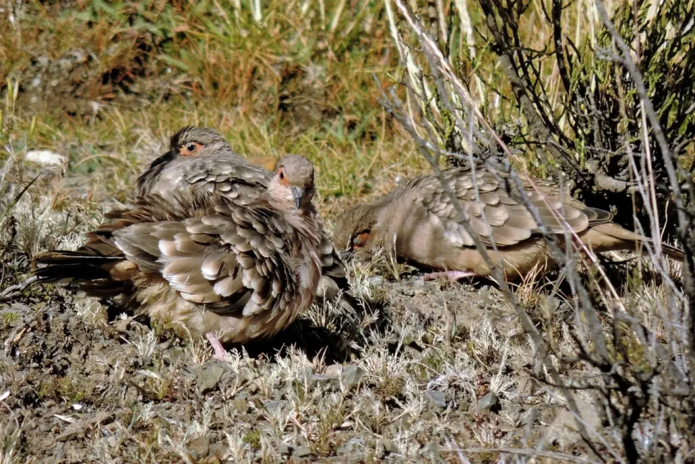 File:Metriopelia ceciliae 242975683.jpg