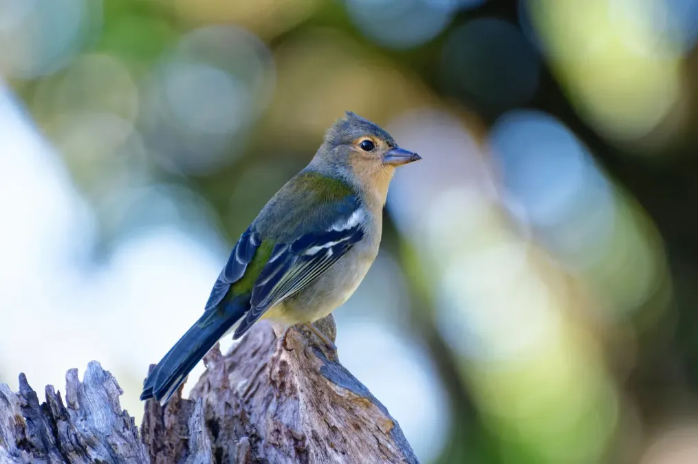 File:Fringilla maderensis, Fanal, Madeira, Portugal (53283953752).jpg