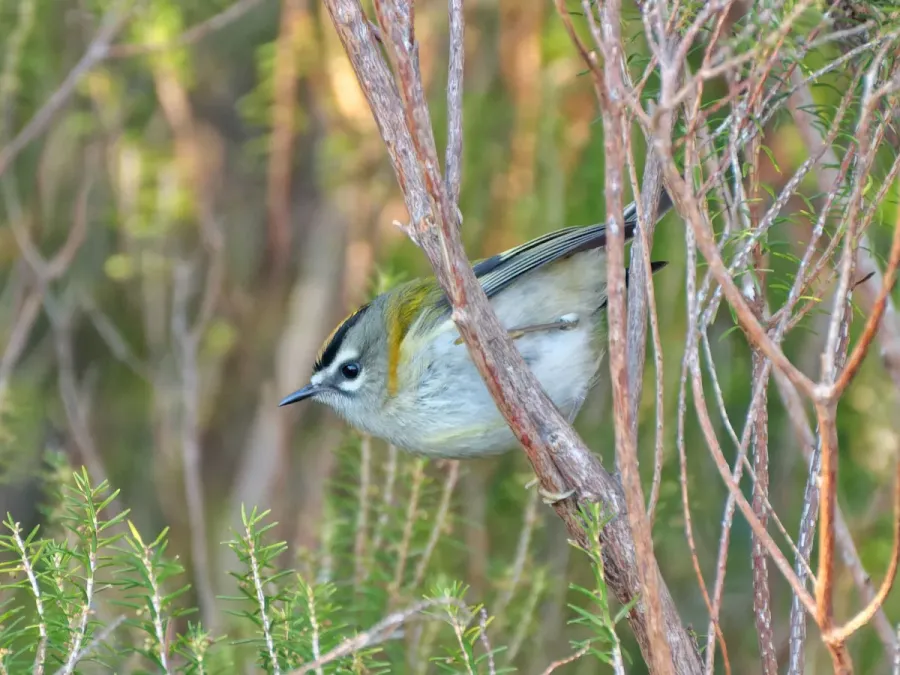 File:Regulus madeirensis, Fanal, Madeira, Portugal (53283937107).jpg