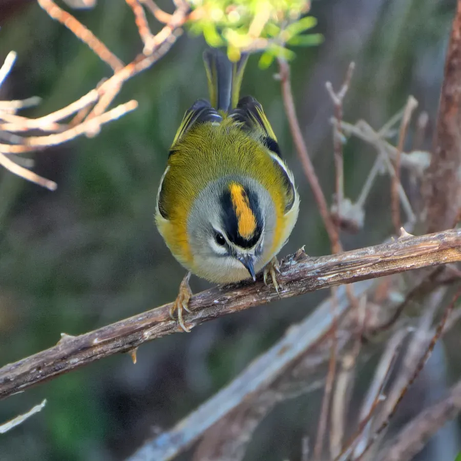 File:Regulus madeirensis, Fanal, Madeira, Portugal (53285288825).jpg