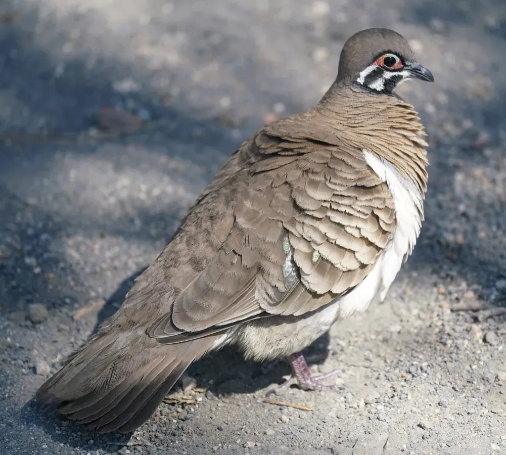 File:Geophaps scripta 157142309.jpg