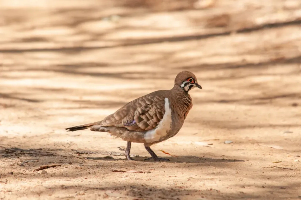 File:Geophaps scripta 313584738.jpg