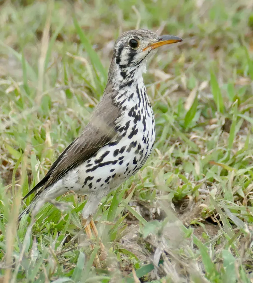 File:Day 46 Groundscraper Thrush (Turdus litsitsirupa) (53308915550).jpg