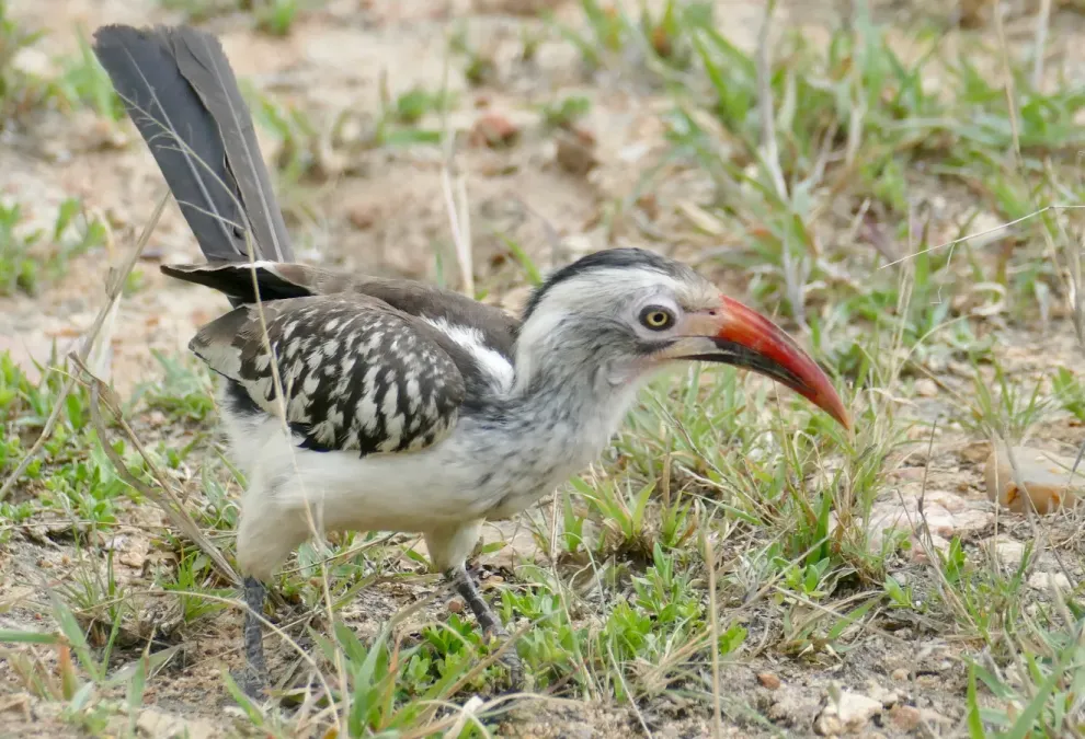 File:Day 46 Southern Red-billed Hornbill (Tockus rufirostris) (53308685733).jpg