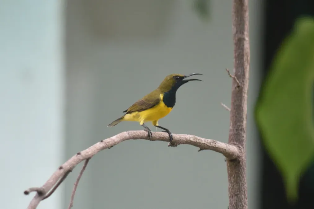 File:Cinnyris jugularis jugularis (Garden Sunbird) Adult Male.jpg