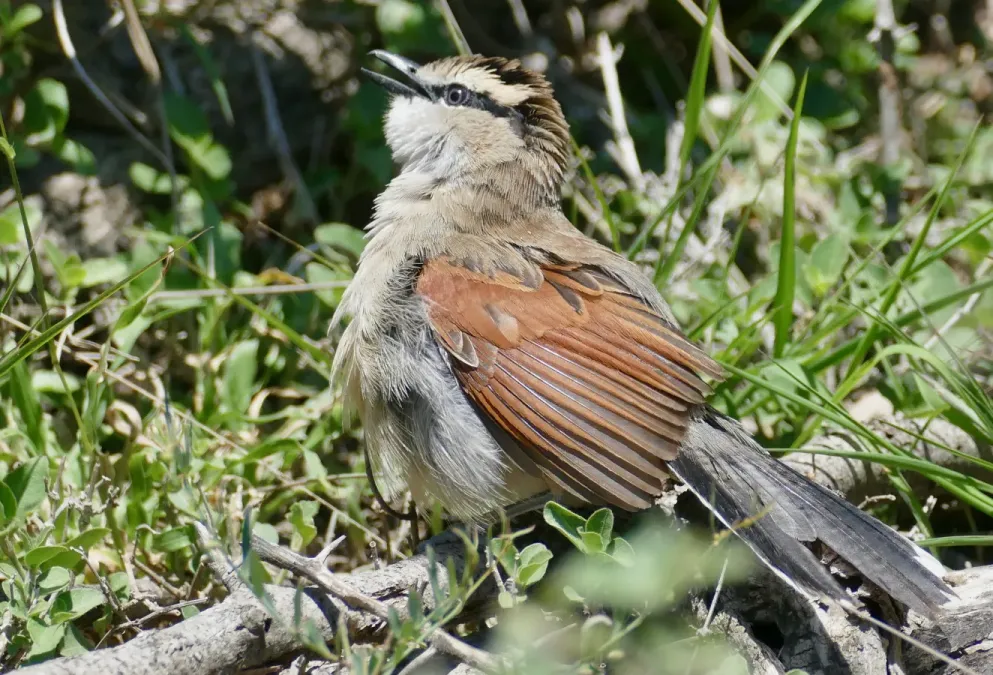 File:Day 47 Brown-crowned Tchagra (Tchagra australis) sunning ... (53309628517).jpg