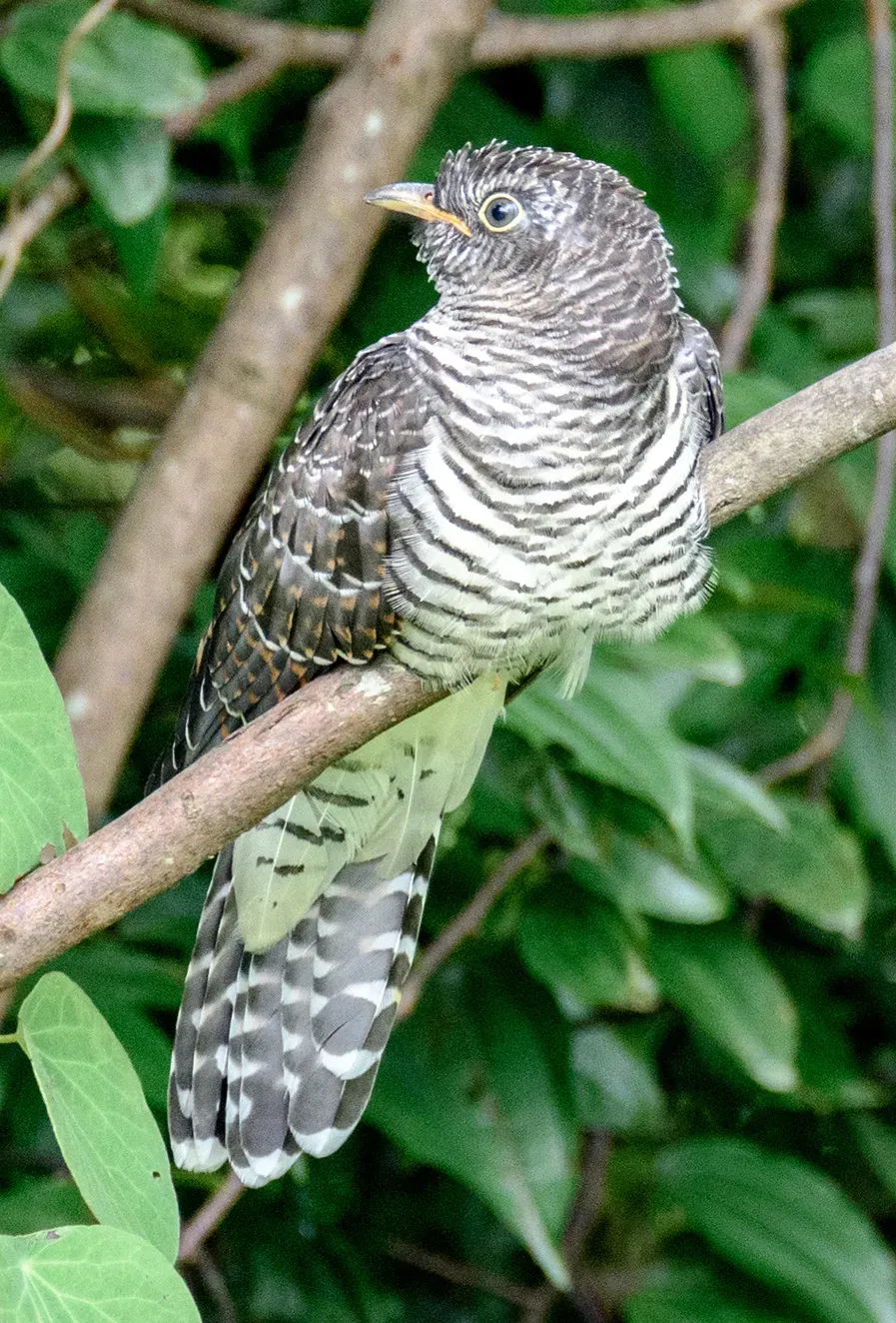 File:Indian cuckoo (Cuculus micropterus) 46 (cropped).jpg