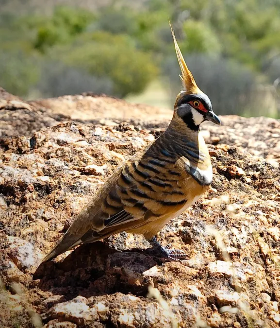 File:Geophaps plumifera 3.jpg