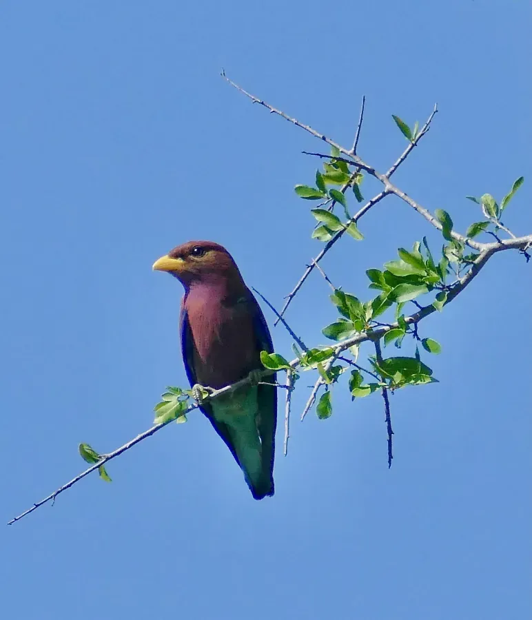 File:Day 47 Broad-billed Roller (Eurystomus glaucurus) (53310965080).jpg