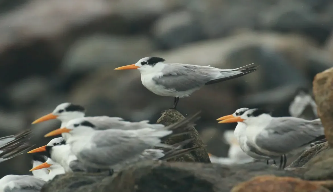 File:Lesser crested tern (Thalasseus bengalensis).jpg