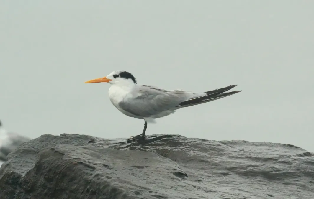 File:Lesser crested tern (Thalasseus bengalensis) photo.jpg