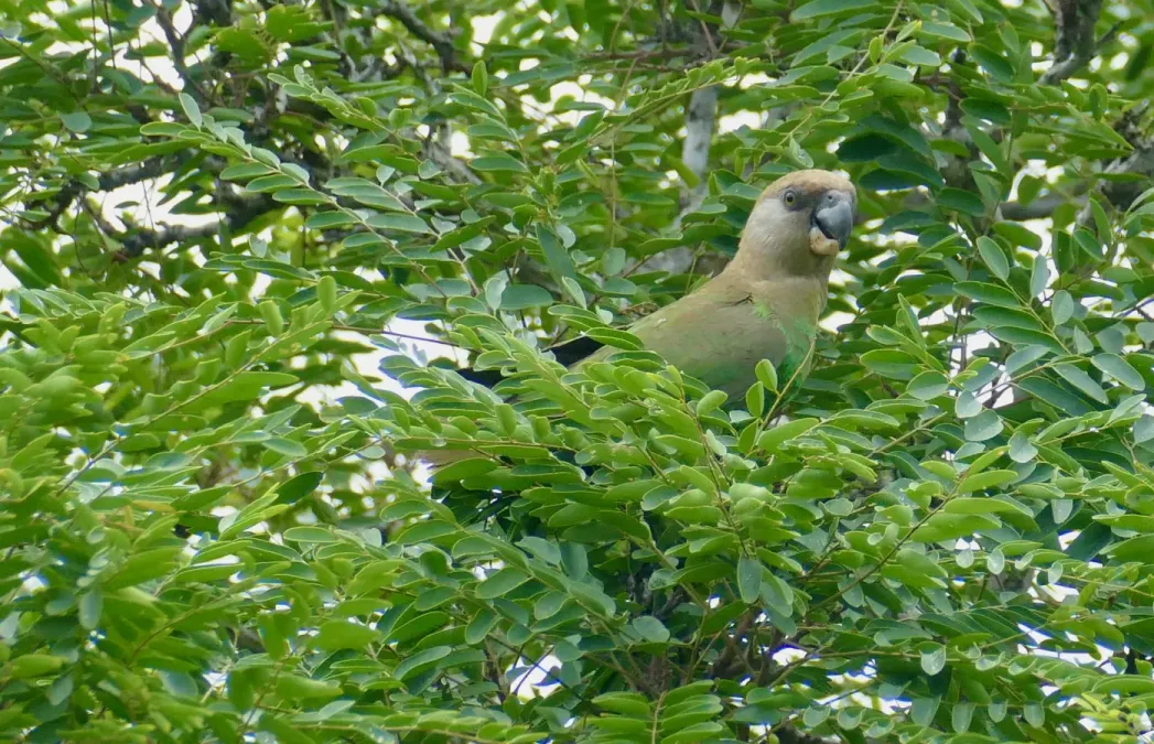 File:Day 49 Brown-headed Parrot (Poicephalus cryptoxanthus) (53316140148).jpg