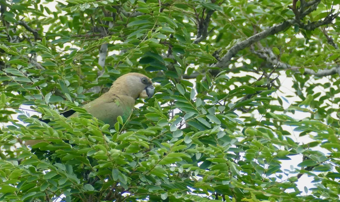 File:Day 49 Brown-headed Parrot (Poicephalus cryptoxanthus) (53316251024).jpg