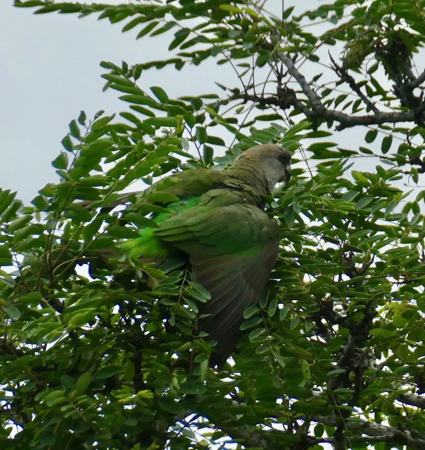 File:Day 49 Brown-headed Parrot (Poicephalus cryptoxanthus) (53315893156).jpg
