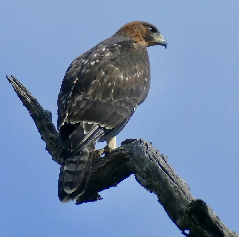 File:Day 51 African Hawk-Eagle (Aquila spilogaster) immature ... (53320247764).jpg