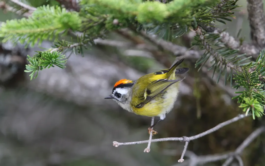 File:Regulus goodfellowi 102378193.jpg