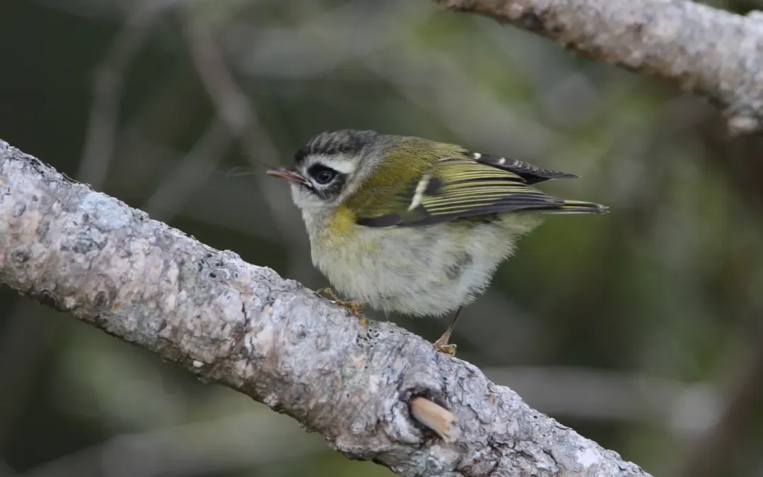 File:Regulus goodfellowi 102378202.jpg