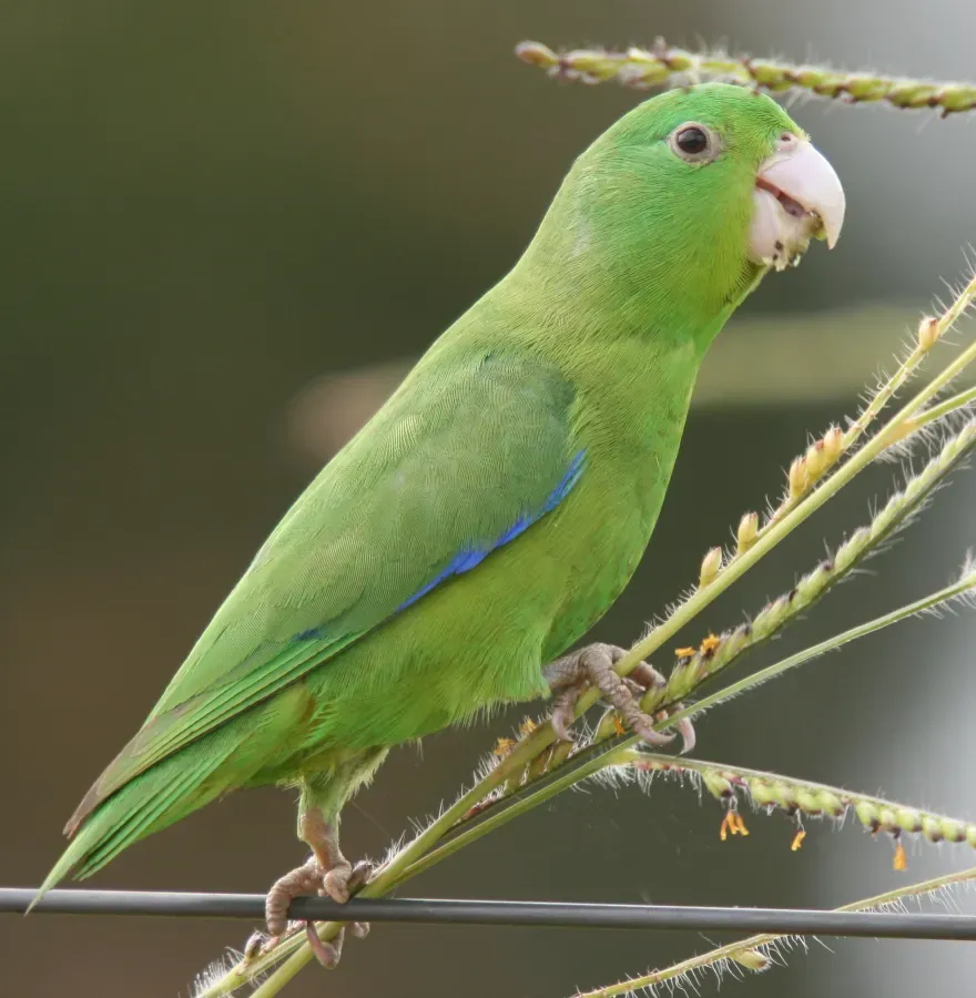 File:Forpus xanthopterygius -Goias, Brazil -male-8 (cropped).jpg