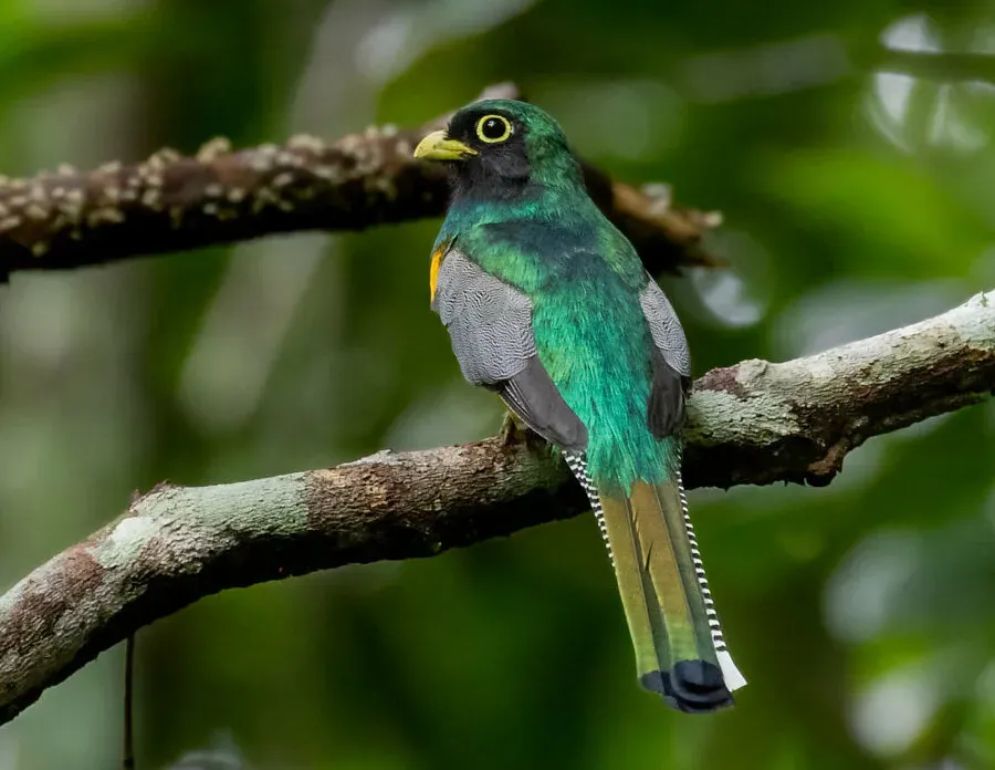 File:Trogon rufus Amazonian Black-throated Trogon (male); Manacapuru, Amazonas, Brazil.jpg