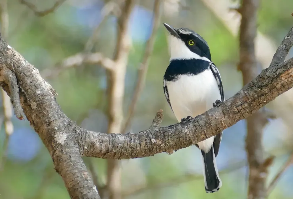 File:Day 51 Chinspot Batis (Batis molitor) male ... (53320548741).jpg