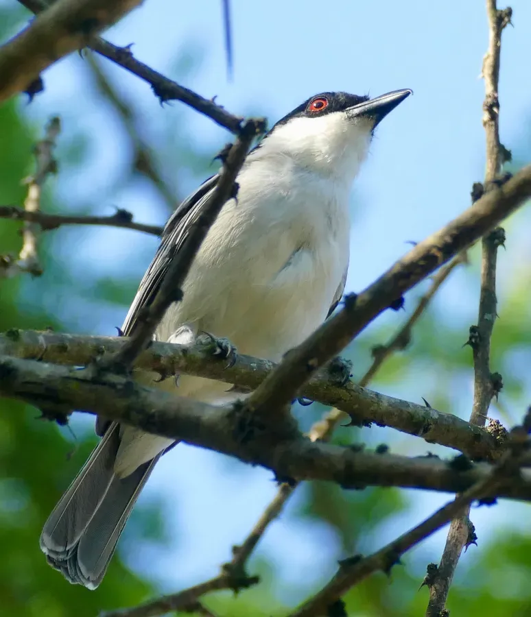File:Day 51 Black-backed Puffback (Dryoscopus cubla) (53320875119).jpg