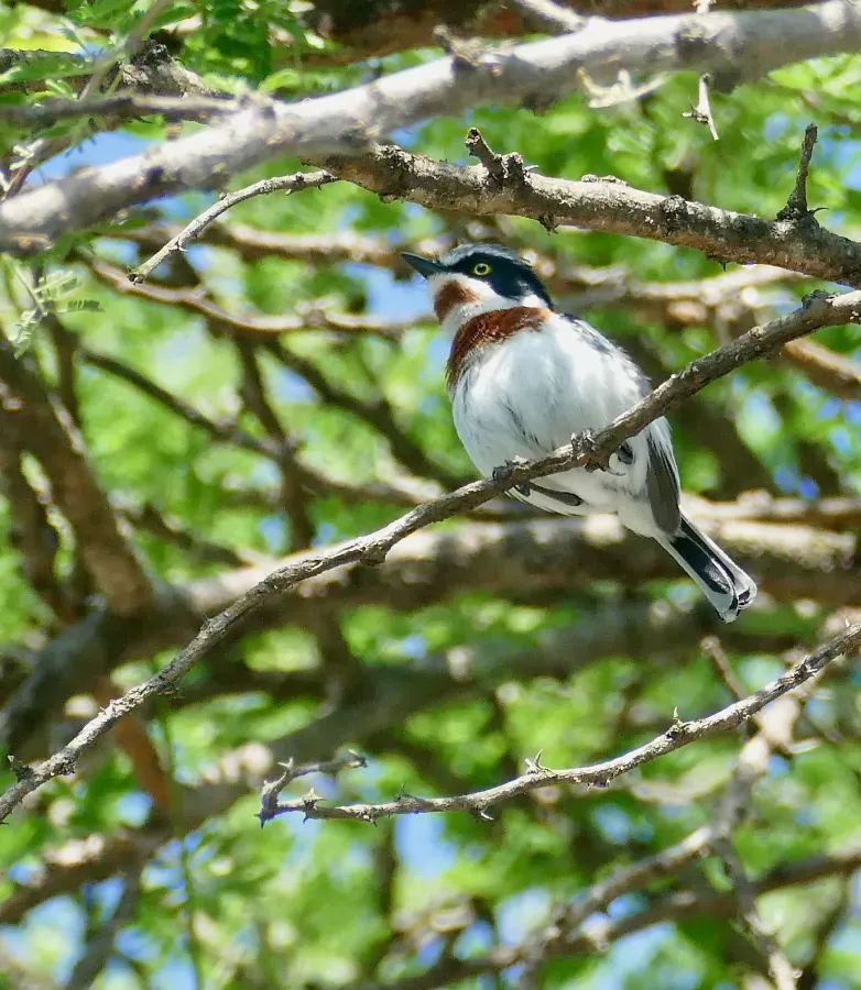File:Day 51 Chinspot Batis (Batis molitor) female ... (53320747033).jpg