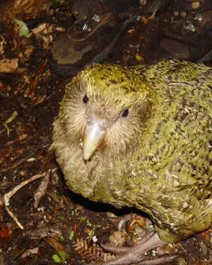 File:Strigops habroptilus 1-1c (cropped).jpg