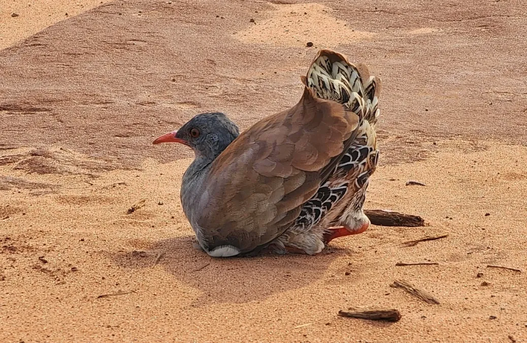 File:Crypturellus parvirostris 335353972.jpg