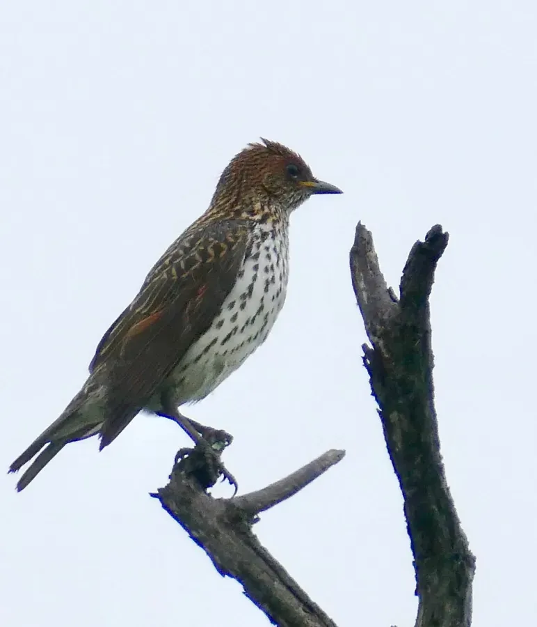 File:Day 56 Violet-Backed Starling (Cinnyricinclus leucogaster) female ... (53330365762).jpg