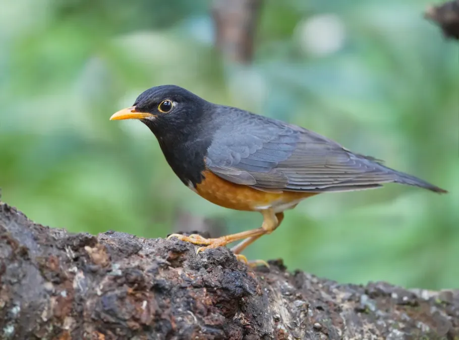 File:Turdus dissimilis male - Ang Khang.jpg