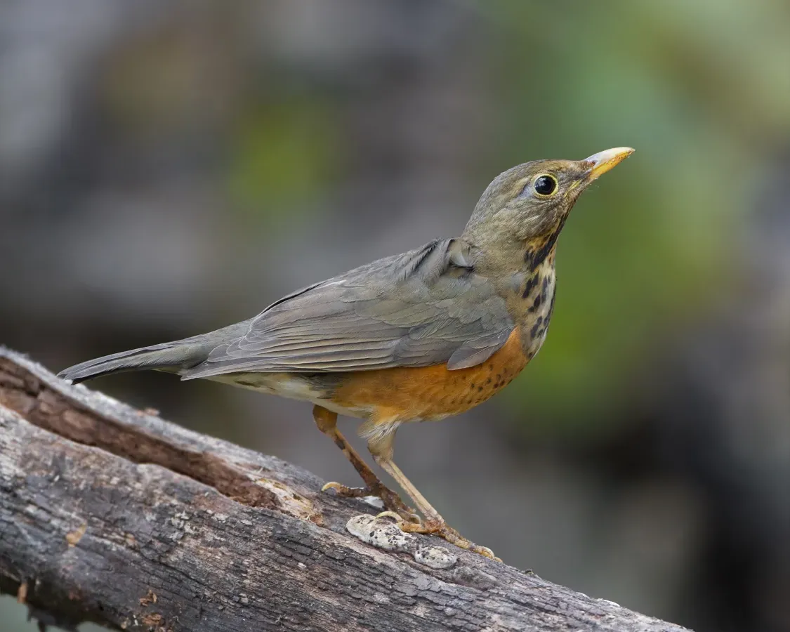 File:Turdus dissimilis female - Ang Khang.jpg