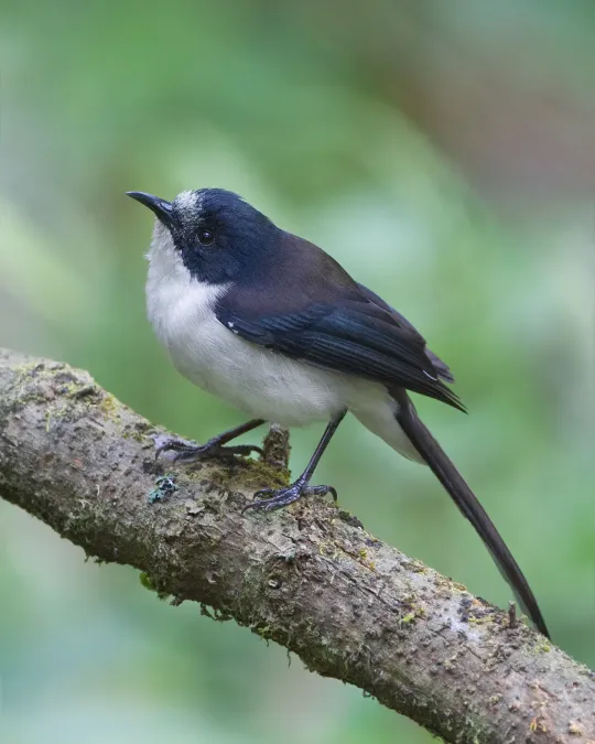 File:Heterophasia melanoleuca - Doi Inthanon.jpg