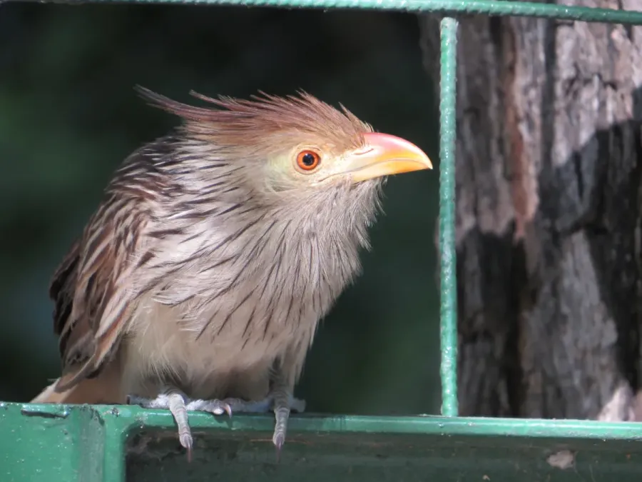 File:Guira guira - Reserva ecológica Costanera Sur, Buenos Aires.jpg