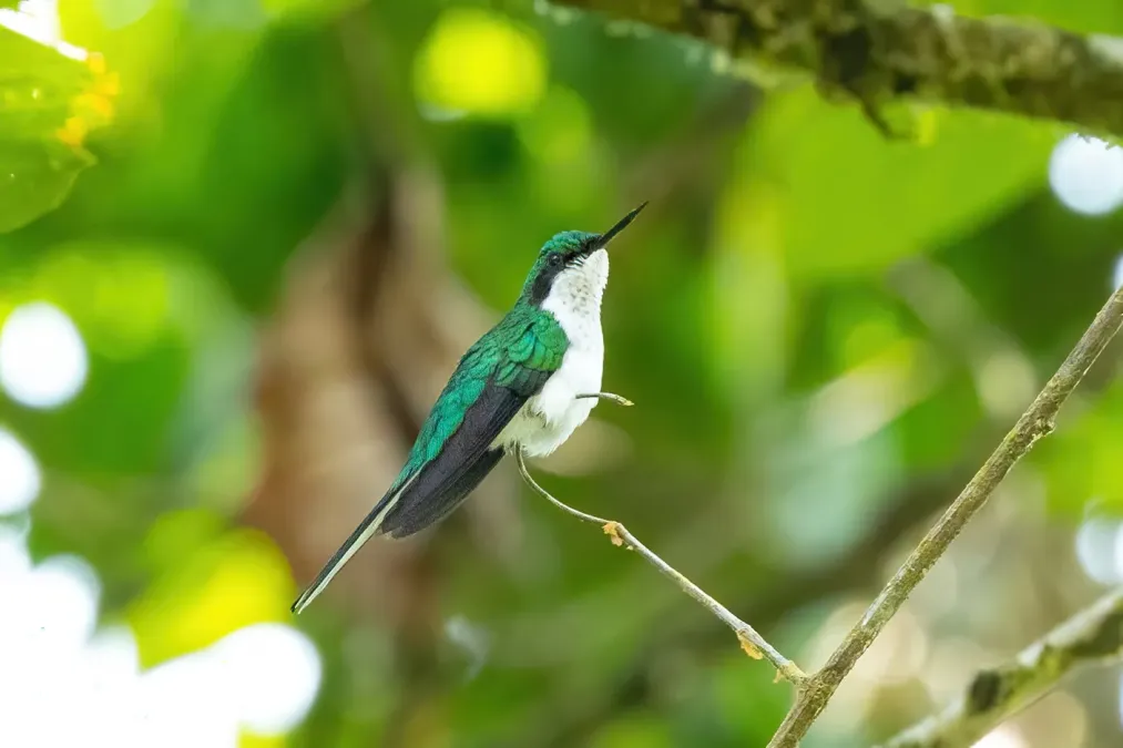 File:Heliothryx auritus 229284532.jpg