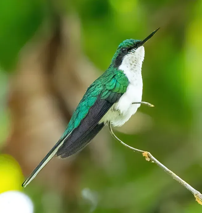 File:Heliothryx auritus 229284532 (cropped).jpg