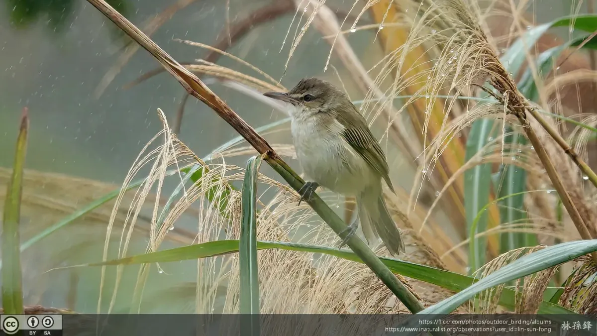 File:Acrocephalus orientalis 251928297.jpg