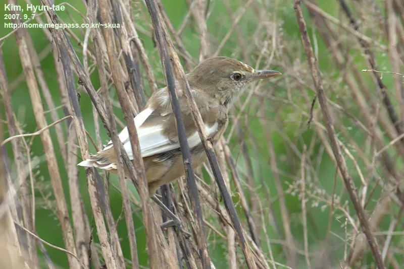 File:Acrocephalus orientalis 2786703.jpg