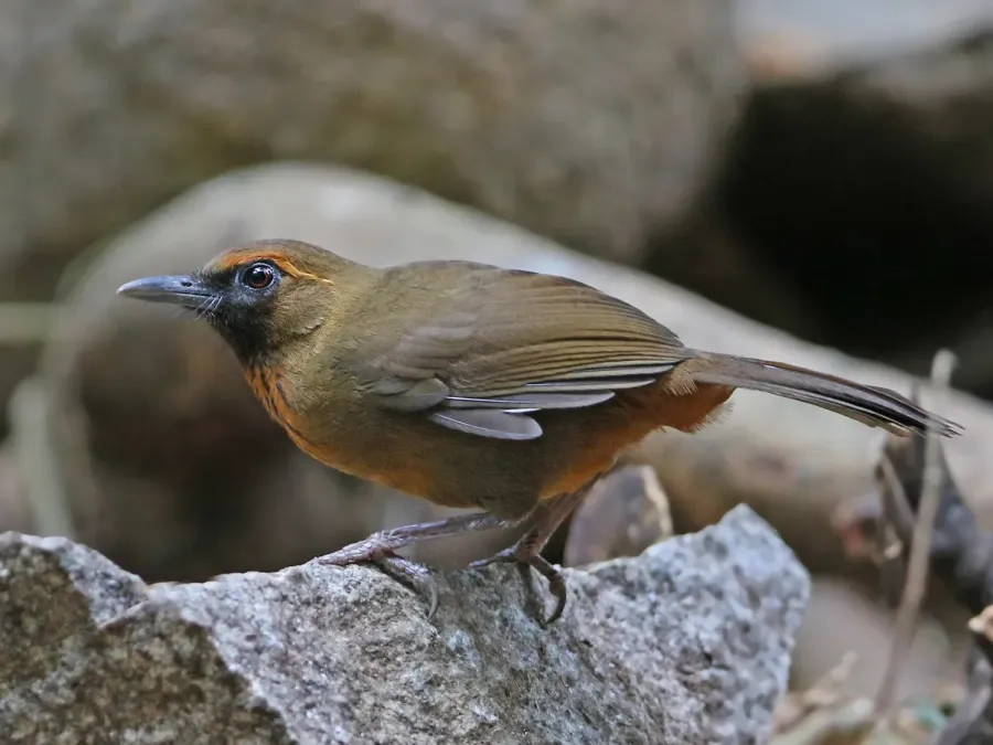 File:Garrulax annamensis 105771895.jpeg
