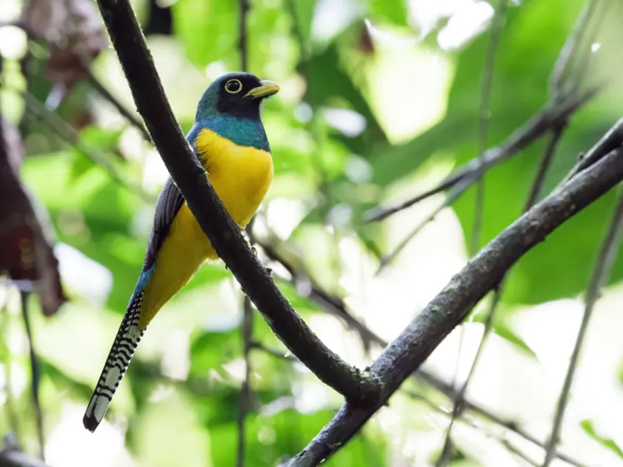 File:Trogon cupreicauda - Choco Black-throated Trogon.jpg